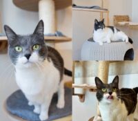 𝐂𝐇𝐋𝐎𝐄́ est à l’adoption 🩷

Âge : 6 ans, née le 0..
