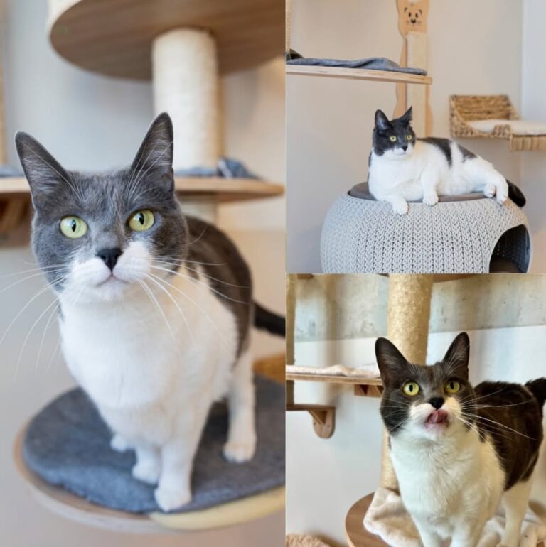 𝐂𝐇𝐋𝐎𝐄́ est à l’adoption 🩷

Âge : 6 ans, née le 0..