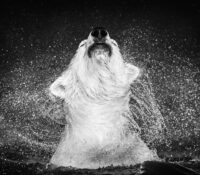 DAVID YARROW – “DIAMONDS IN THE SKY”

Edition 3/..