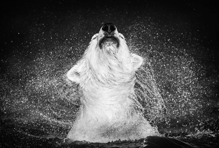DAVID YARROW – “DIAMONDS IN THE SKY”

Edition 3/..