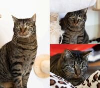 𝐏𝐈𝐍𝐔𝐓𝐒 est à l’adoption 🩵
Âge : 2 ans, né le 15.0..