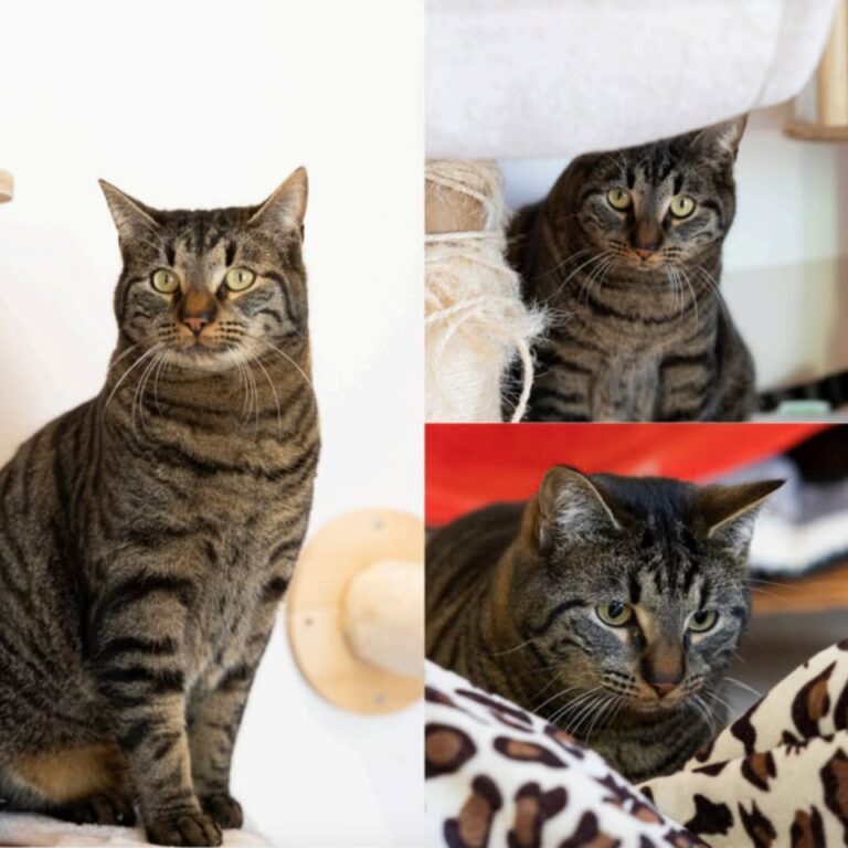 𝐏𝐈𝐍𝐔𝐓𝐒 est à l’adoption 🩵
Âge : 2 ans, né le 15.0..