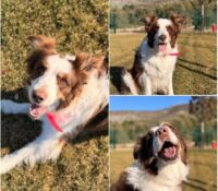 𝐑𝐔𝐁𝐘 est à l’adoption❤️

Âge : 5 ans, née le XX...