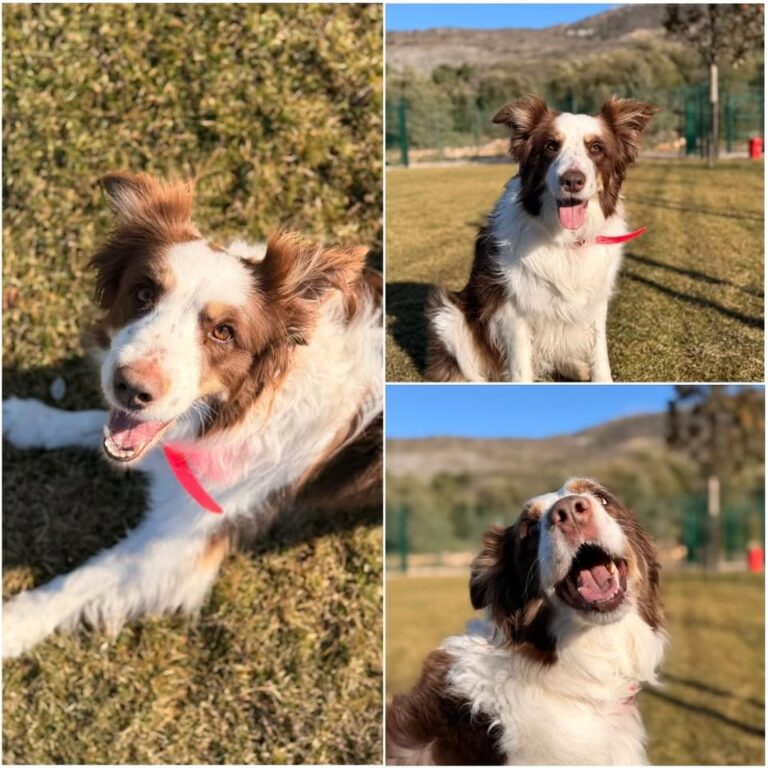 𝐑𝐔𝐁𝐘 est à l’adoption❤️

Âge : 5 ans, née le XX…